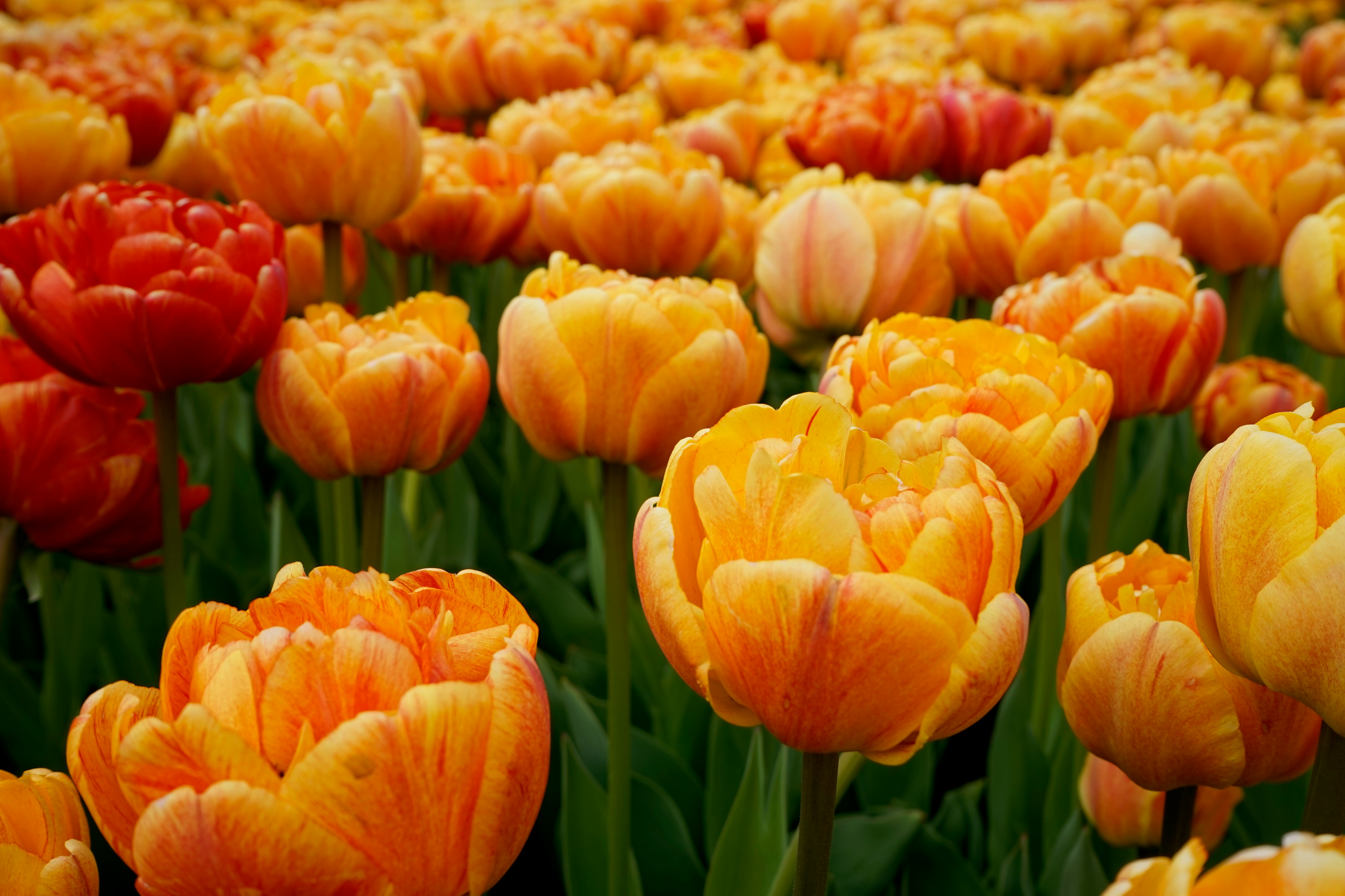 orange tulips in bloom during daytime